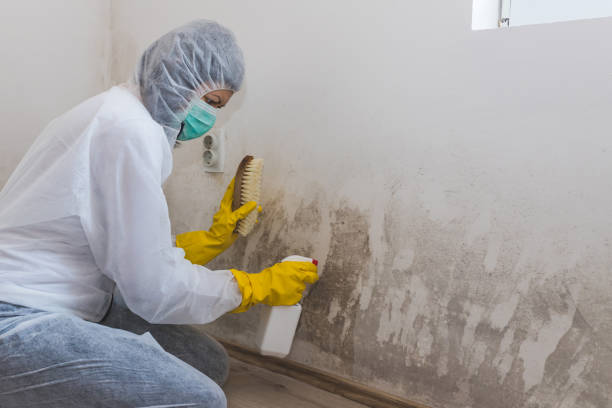 Best Residential Mold Remediation in Troy, TN