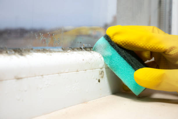 Best Emergency Mold Remediation in Troy, TN